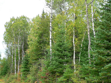 30 BALSAM FIR Tree Abies Balsamea Christmas Tree Silver Pine Canadian Fir Native Evergreen Seeds